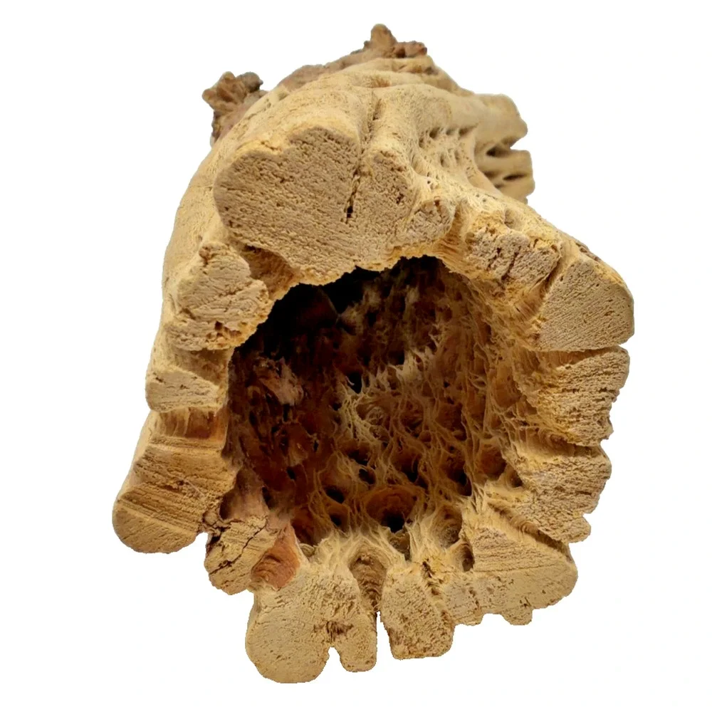 N/A natural cholla